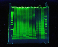 LEDトランスイルミネーター　電気泳動ゲル画像　ゲル・グリーン