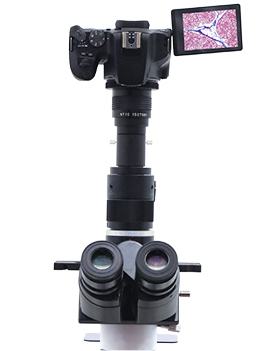EOSX10　顕微鏡撮影画像