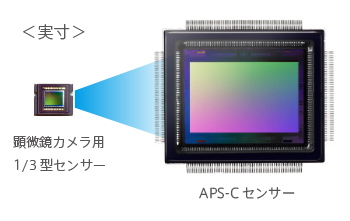 EOSX10顕微鏡撮影 APS-Cセンサー