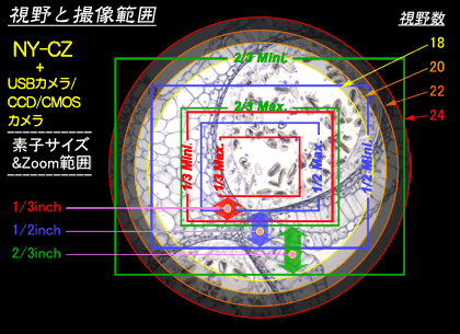 顕微鏡用Cマウントカメラアダプターの撮影範囲