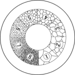 接眼ミクロメーター 粒度スケール