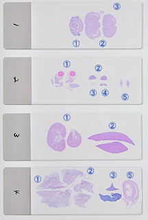 全臓器 器官プレパラート標本 39内蔵器 技術通販 美舘イメージング