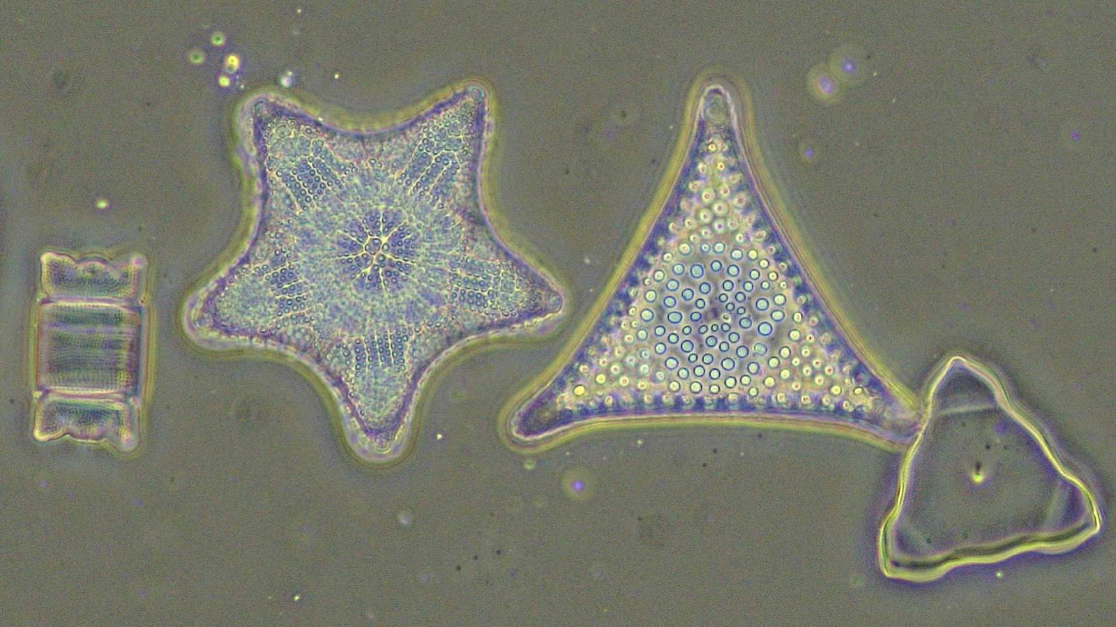 ニコン顕微鏡Eclipse Si サンプル画像 珪藻、無染色