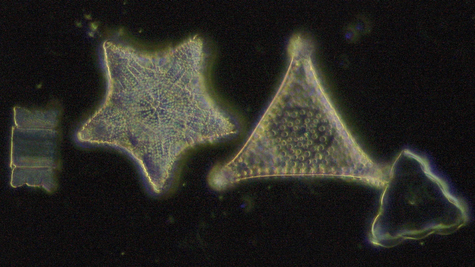 ニコン顕微鏡Eclipse Si サンプル画像 珪藻、暗視野無染色